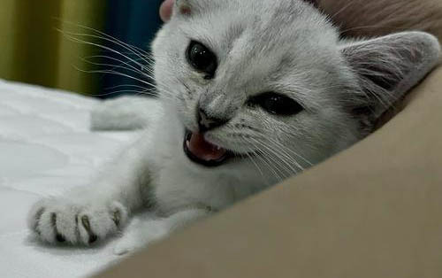 猫咪泪痕重怎么办