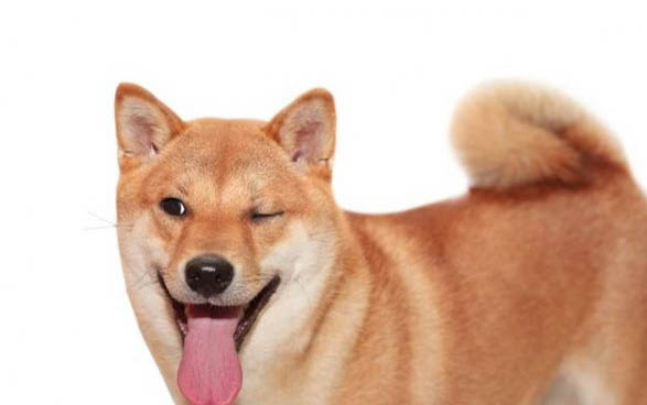 狗狗有狗瘟一般有什么症状