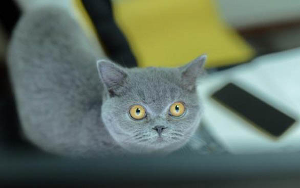 猫咪鼻支试纸准确吗