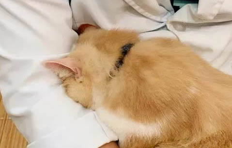 猫咪为什么会得黄疸性肝病呢