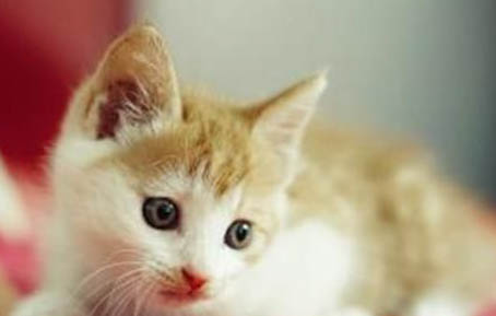 猫真菌皮肤上有结痂怎么治疗