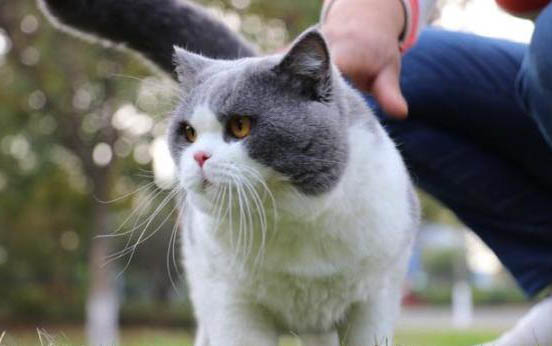 英短猫突然变得爱睡觉