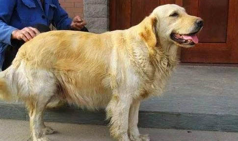 纯种金毛犬多少钱怎么挑选