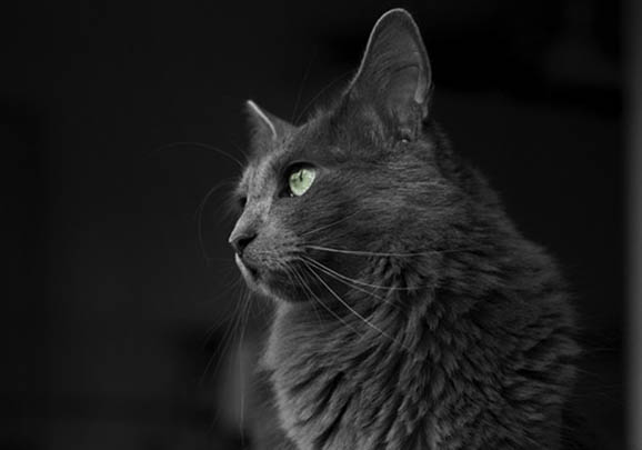 内华达猫换牙期注意事项