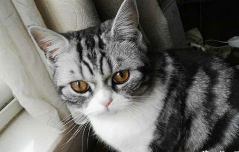 美短折耳猫发病几率大吗