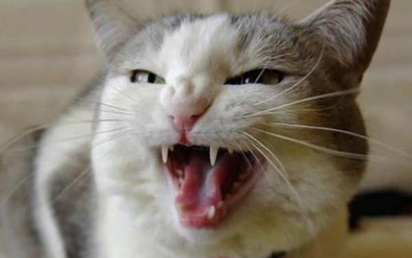请问猫咪呕吐的原因及处理方法?