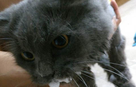 请问猫咪呕吐的原因及处理方法?
