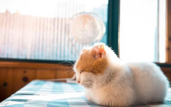 小猫咪呕吐的原因及处理方法
