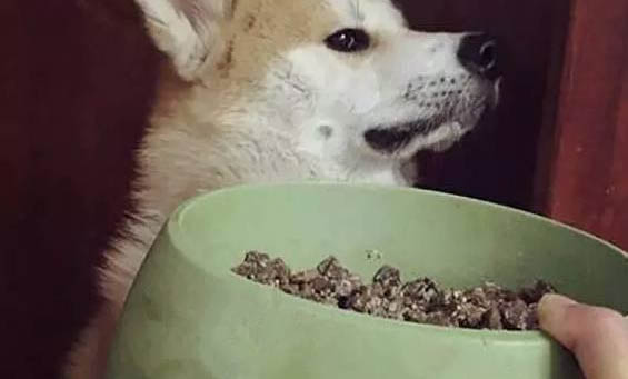 为什么狗狗会流眼泪