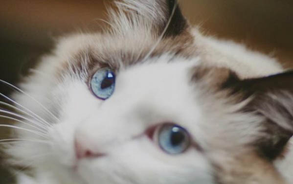 大猫不吃东西只喝水