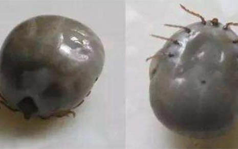 狗狗四脚朝天扭动的原因及处理方法