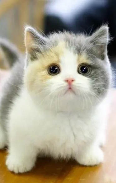 矮脚猫是不是跳不高