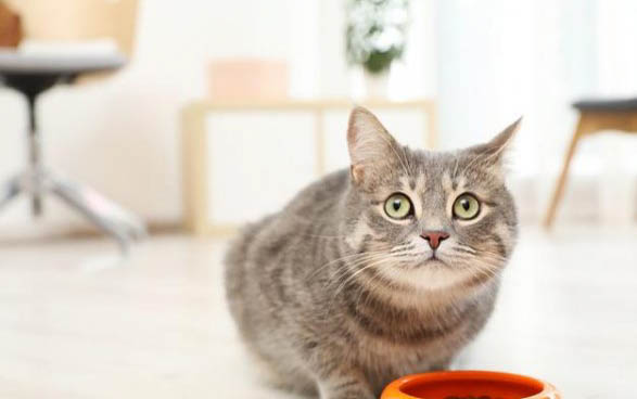 小猫连续两天发高烧是传腹吗