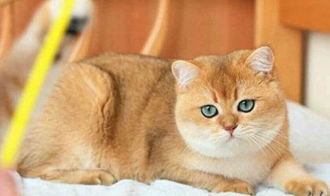 猫咪为什么不能带铃铛