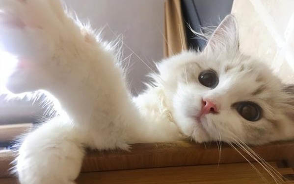 猫咪打了疫苗还会得猫瘟吗