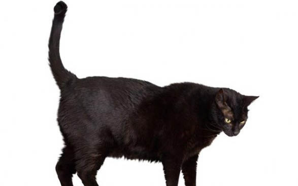 小猫打喷嚏眼屎多是什么原因