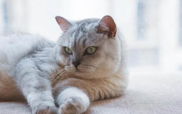 猫咪耳朵后面有耳螨咋办