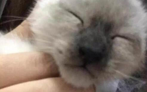 小猫刚出生多久过危险期