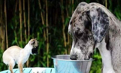 成年大型犬一天吃多少