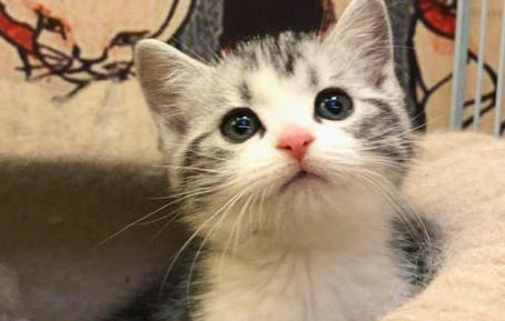 猫咪吐了还没精神