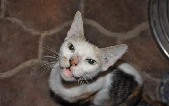 如何判断猫咪是否配种成功