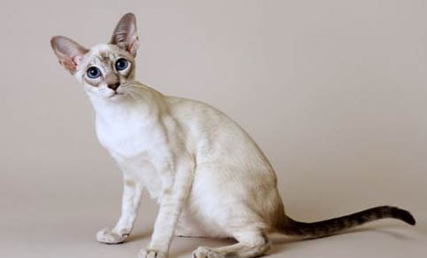 猫咪可以用人的沐浴露洗澡吗？