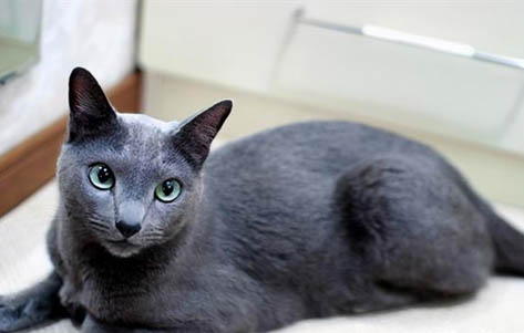 猫假死状态最多维持多久？
