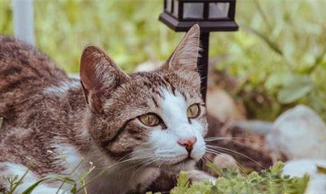 猫咪到了新环境有哪些应激行为