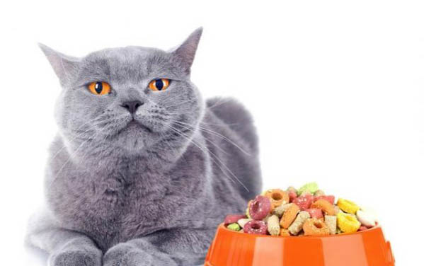 猫咪打完疫苗多久可以洗澡
