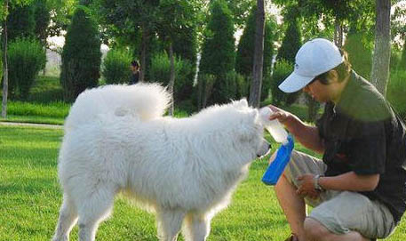 萨摩耶犬训练教程