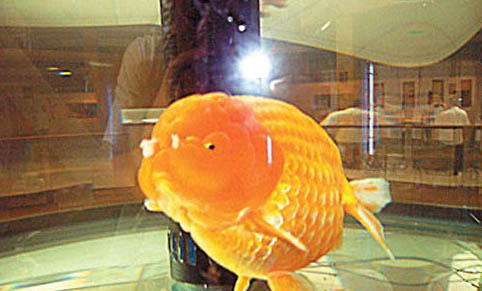 金鱼怎么分雌雄?