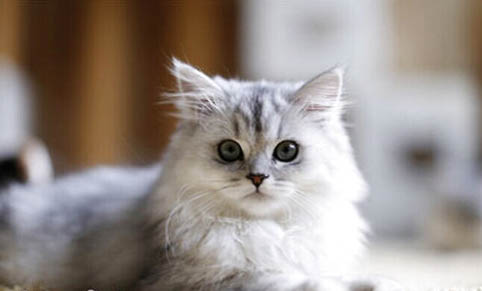猫咪突然乱拉屎是为什么