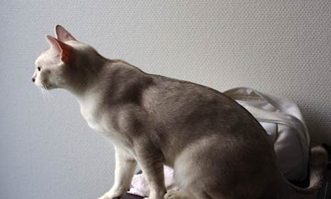 猫咪后腿无力走路不稳，可能有以下原因：