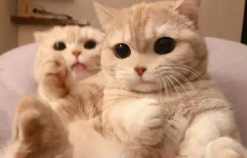 猫咪老打喷嚏是什么情况