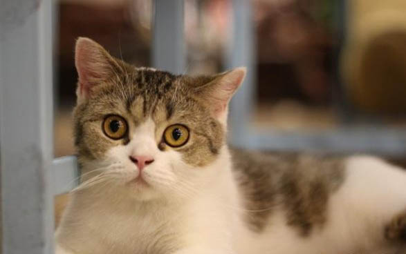 猫咪一次吃多少猫草