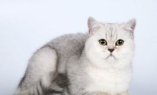 猫猫要吃化毛膏吗