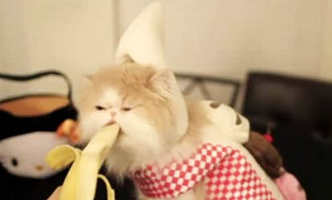猫咪几个月打疫苗?