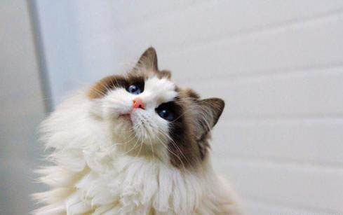 请问猫咪呕吐的原因及处理方法？