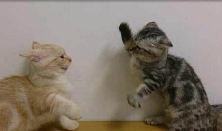 猫咪体内外驱虫多久一次