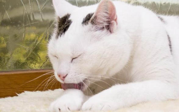 猫咪几个月驱虫一次