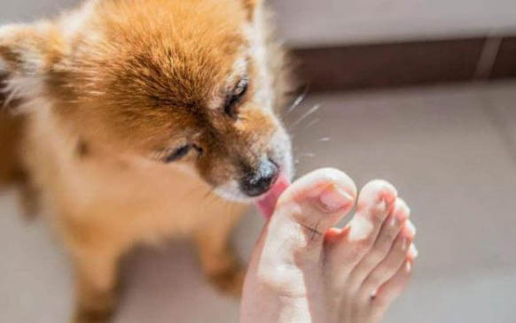 狗冠状病毒期间消毒