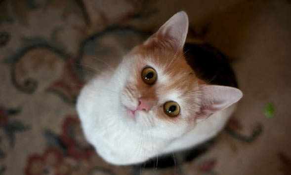 猫咪黑下巴会传染吗