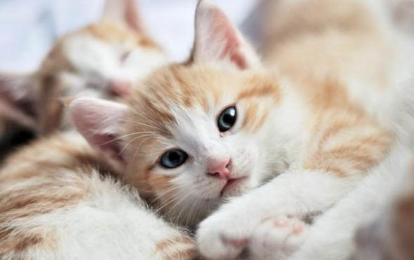 猫咪老是发出咕噜咕噜的声音