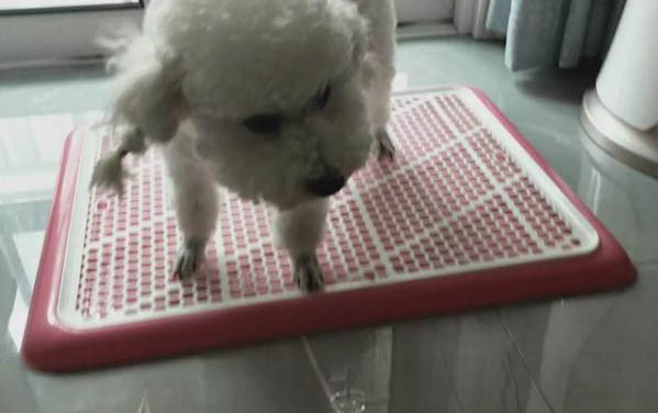 狗狗突然眼睛睁不开了怎么办