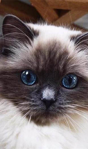 猫咪怀孕多长时间能看出来