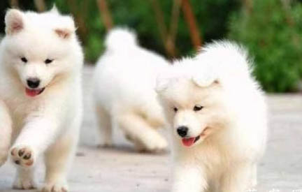 狗狗可以吃柿子吗
