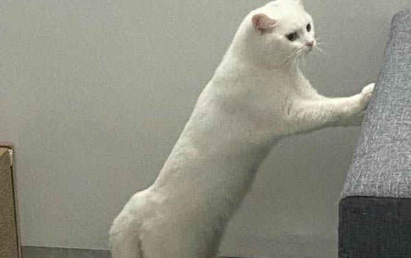 狗狗多久会适应新主人