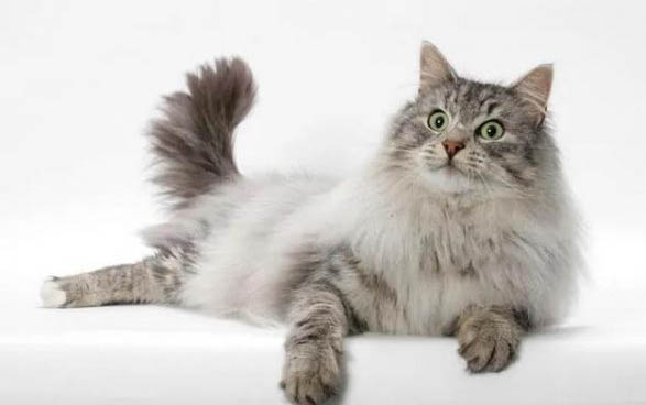 养猫的有哪些注意事项