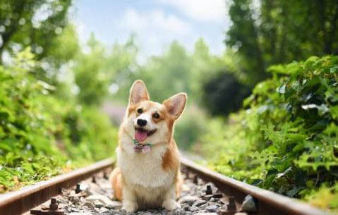 狗狗肺炎死亡前的症状有哪些
