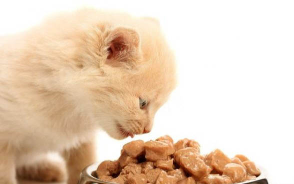 鲜朗主食罐头适合两个月的小猫吗
